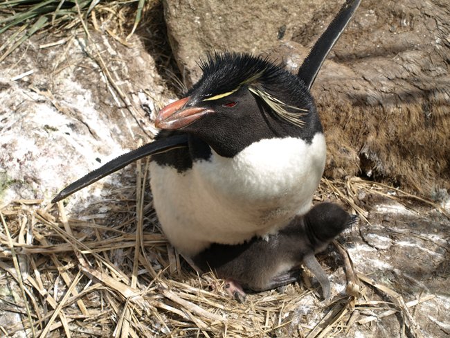 ../../Pictures/241209/111 Rockhopper.JPG